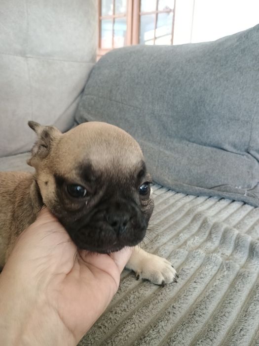 Buldog francuski