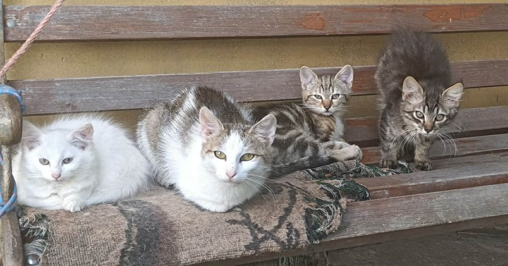 Koty kotki do adopcji za darmo