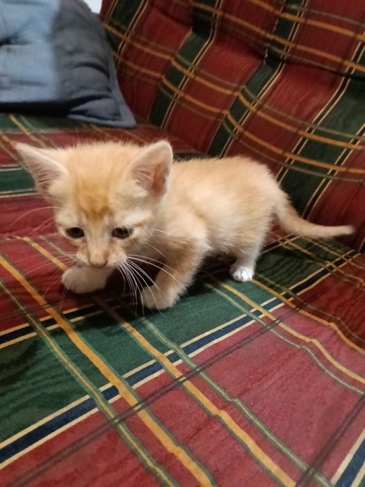 5 gatos para adoção