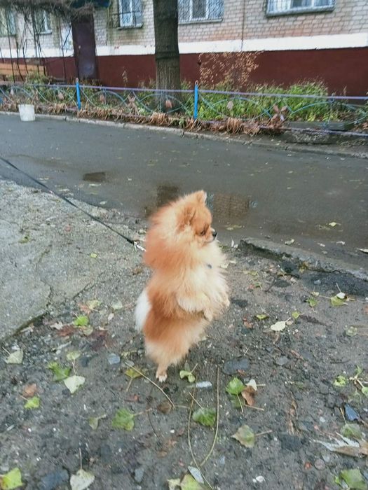 Мини-шпиц готов на свидания для вязки !!!