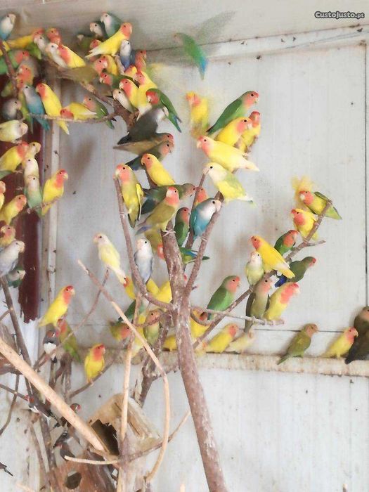 Rosicollis Agapornis