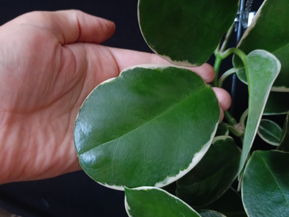 Hoya Australis Blondie