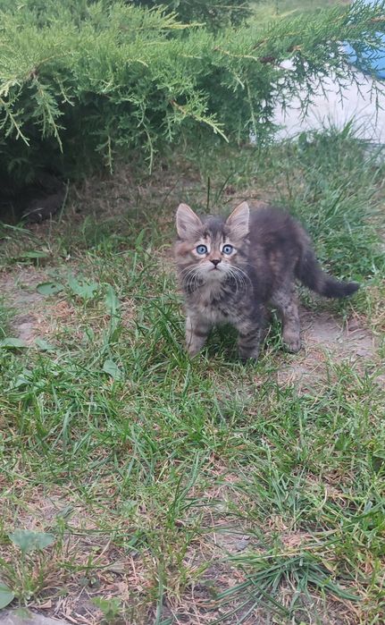 Кошенята дівчата шукають родину