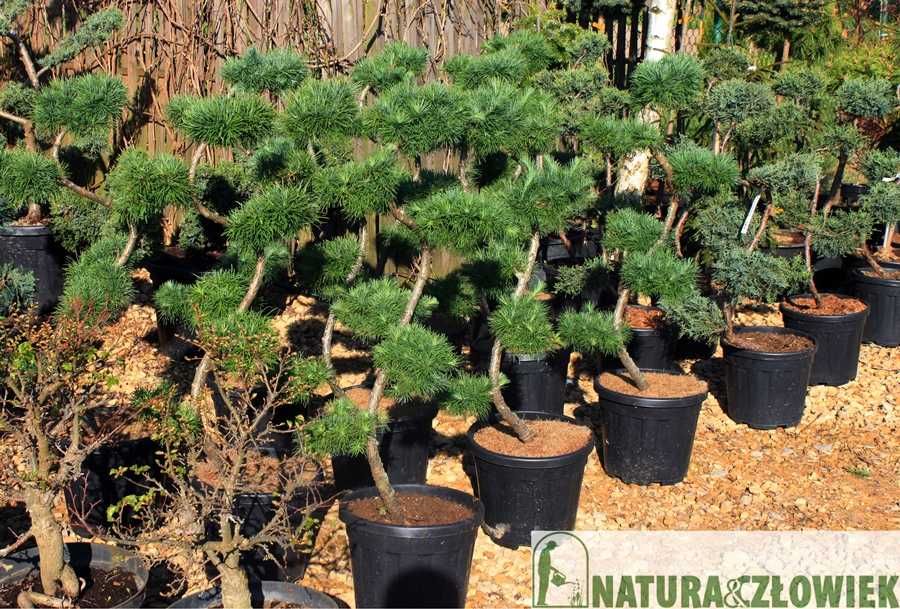 DRZEWA OZDOBNE Klon Katalpa Brzoza Grab Głóg Migdałek Platan PRODUCENT