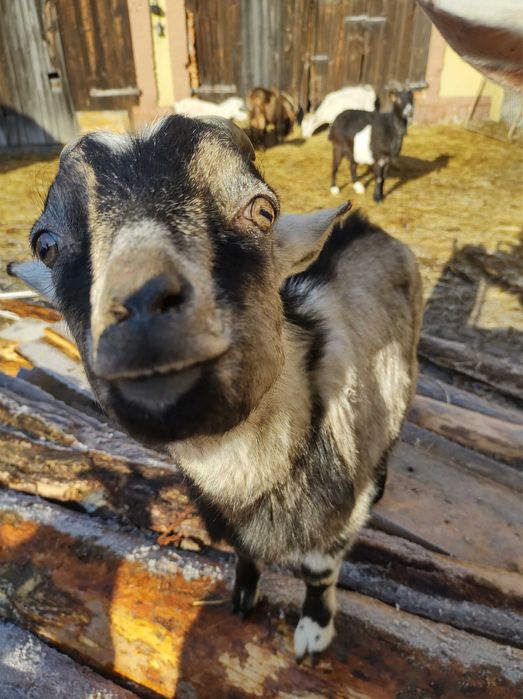 Koziołki z maja 2025