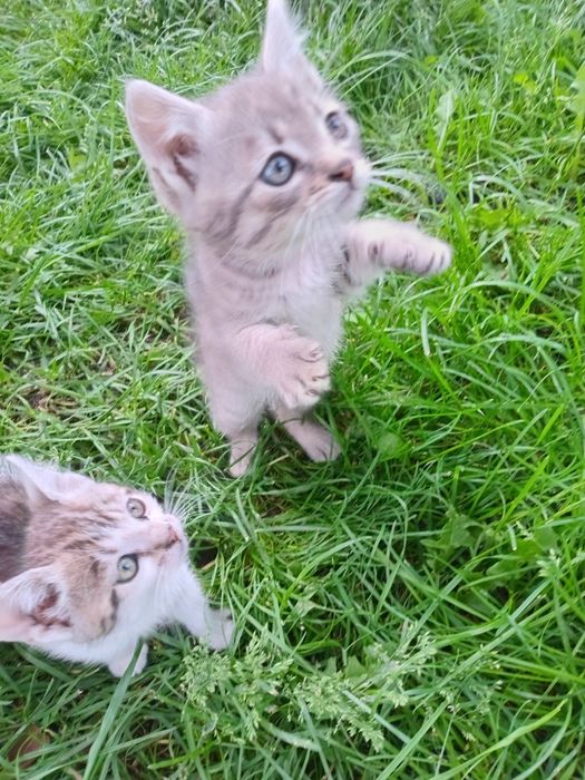 Милі кошенята шукають люблячу родину