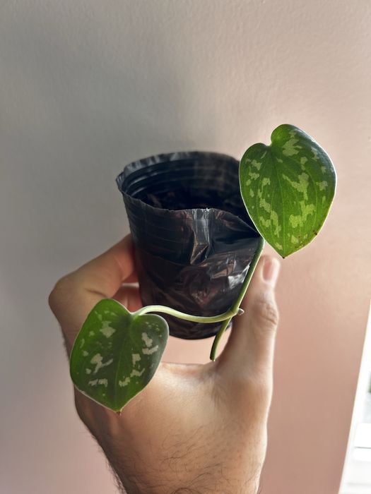 Epipremnum Gold, Pinnatum green, scindapsus