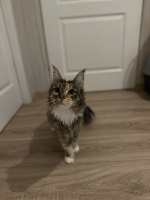 Oddam dorosłą kotke