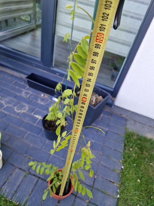 Krzew wisteria 103cm