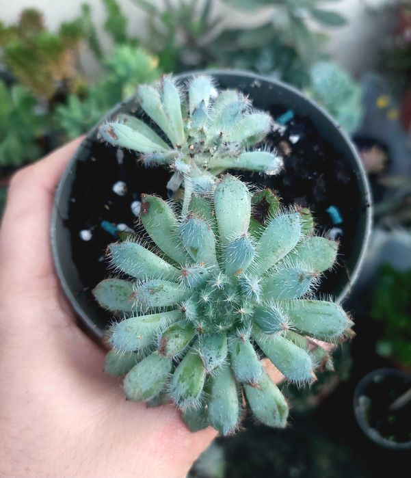 Suculentas 4€ cada