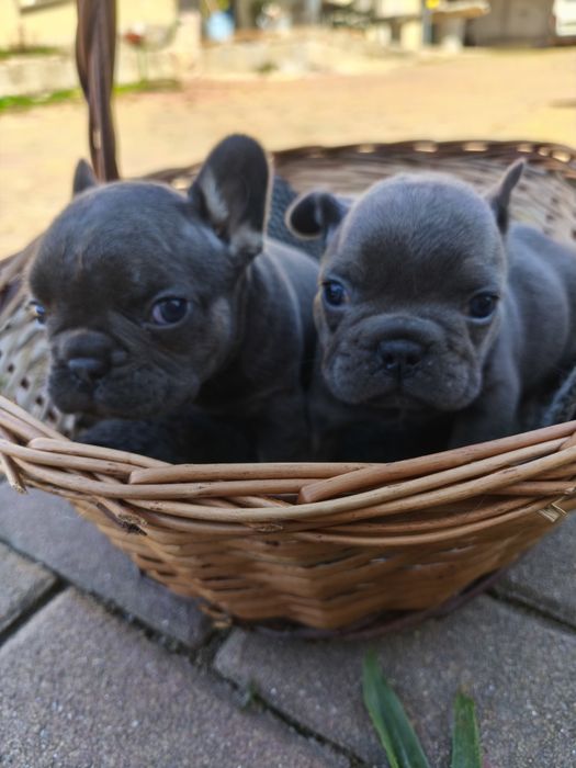 Bulldog  francês blue