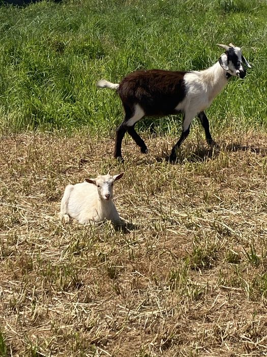 Cabras e chivo raça grande