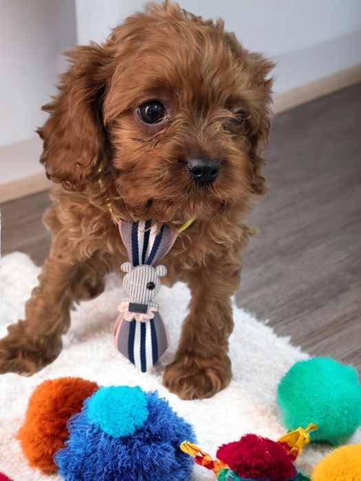Cavapoo Samiec do odbioru badania genetyczne
