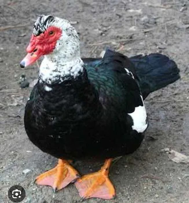 Качки.     шипуни