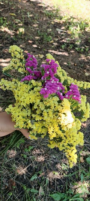 Кермек жовтий букети гілочки