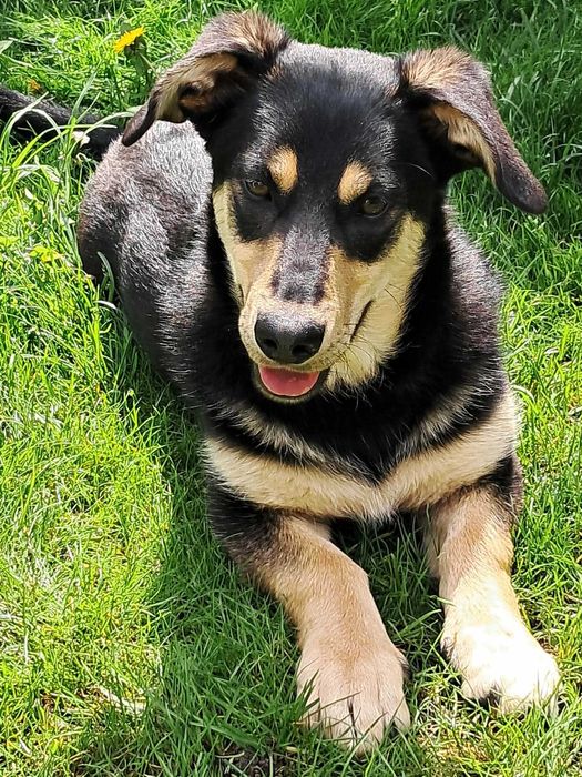 9-mcs Gucio czeka na kochający domek. Adopcja!
