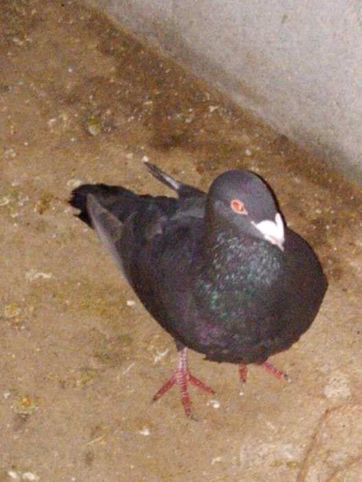 Casal de pombas vendo