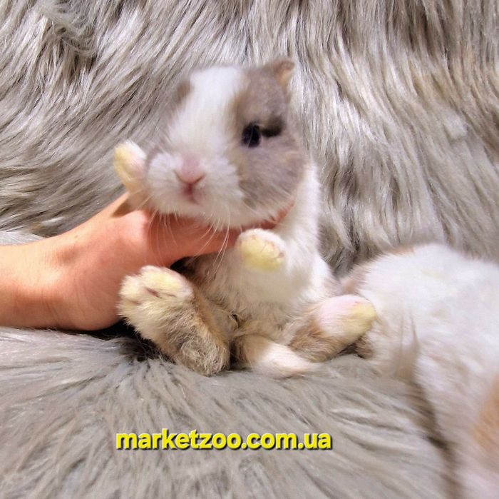 Пропозиція оптом та в роздріб!
Пропозиція оптом та в роздріб!

Пропози