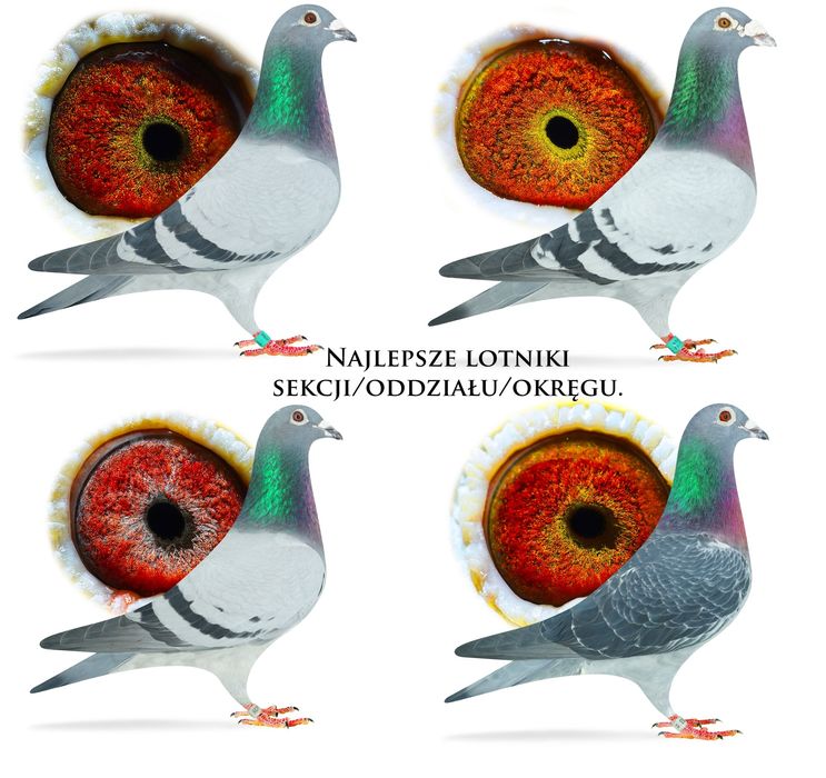Gołębie pocztowe po wdowcach od wielokrotnego Mistrza okręgu, rejonu