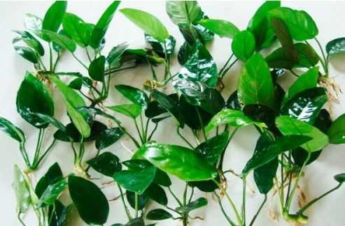 Anubia Barteri nana - Planta Aquática