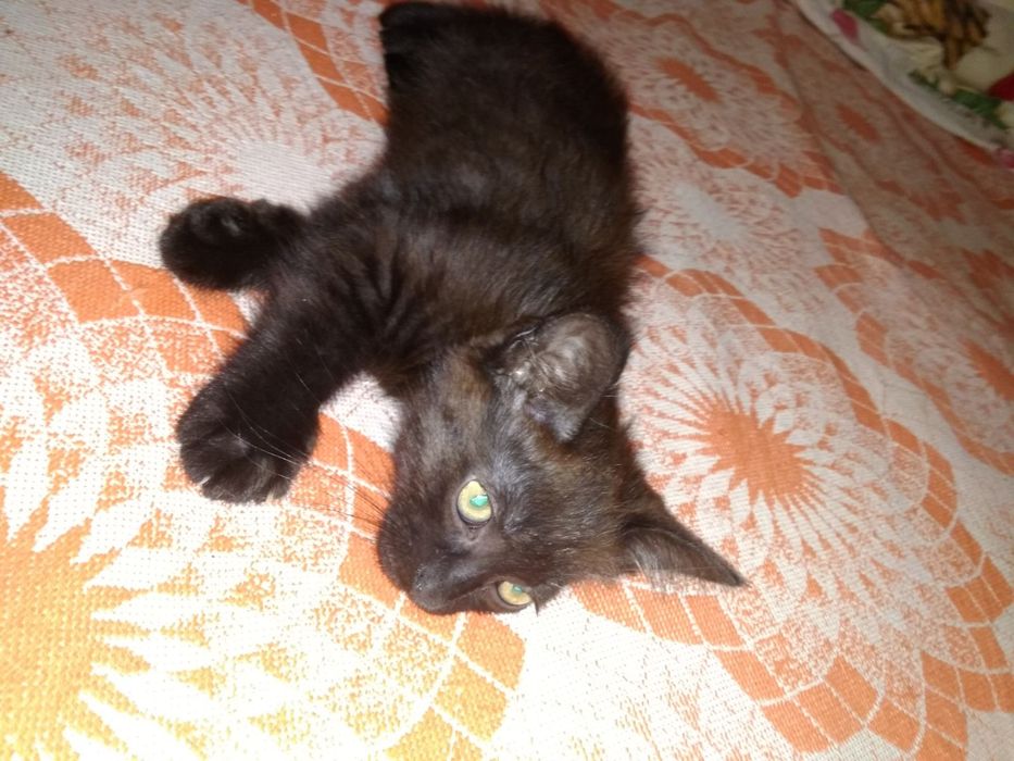 Бесплатно отдаем котят от шотландской вислоухой кошки