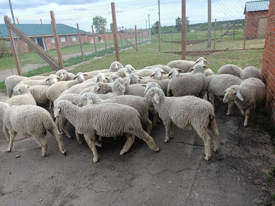 Продаж ферми. Траса Київ Рівне. Житомир. Можна під виробництво.