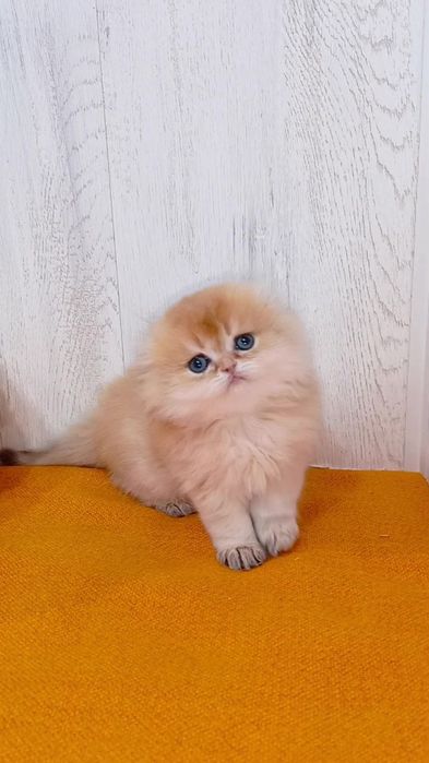 Таких больше нет. Шикарный вислоухий котик золотая шиншилла Хайленд