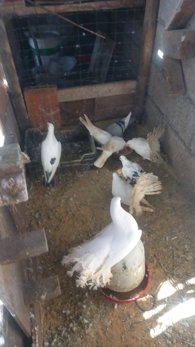 Pombos brancos para venda, tenho galinhas também