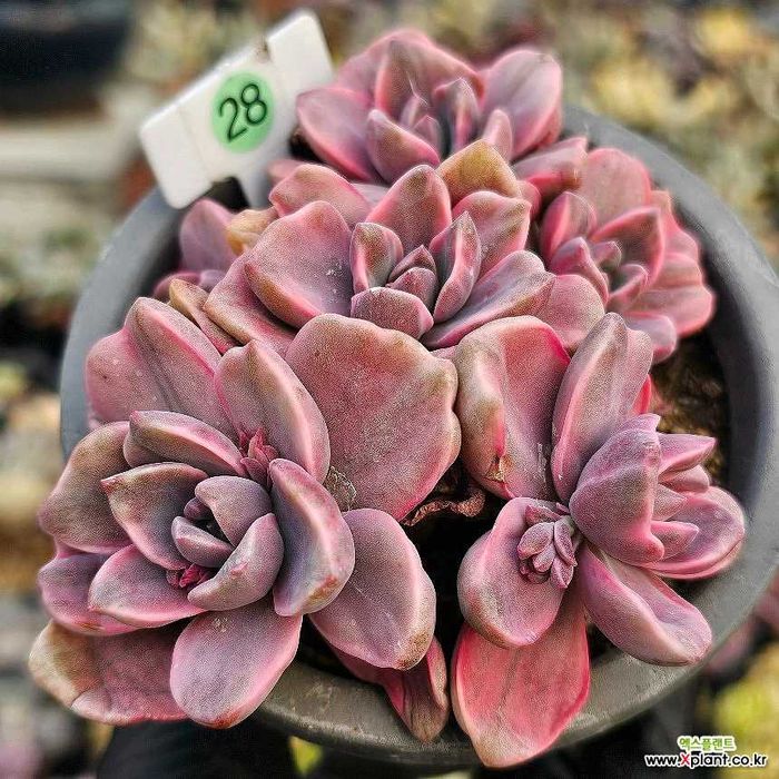 Echeveria Mrs. Richards variegata