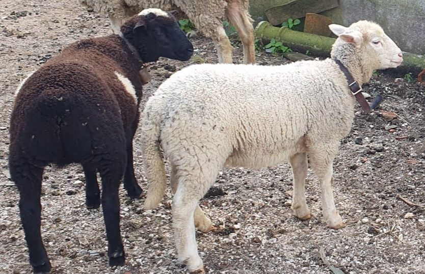 Borregas para cedência cruzadas ilhe de Françe com Dorpe