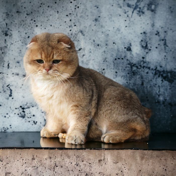 Красивейший и породный котофей