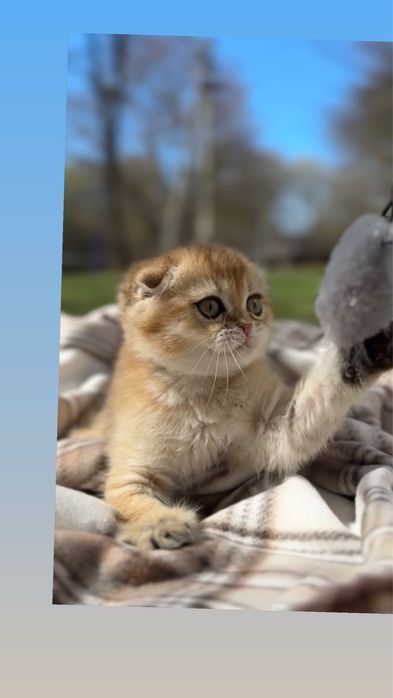 Scottish Fold кошенята золота шиншила преміум два