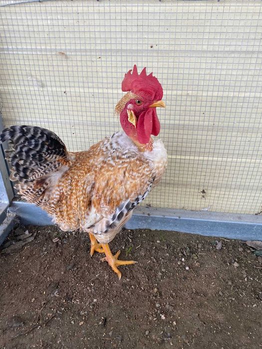 Perus/frangos/garnisos/gansos e ovos