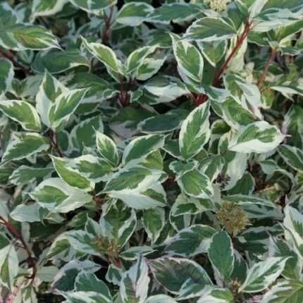 Дерен пестролистный Элегантиссима