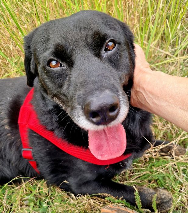 Uroczy czarnulek Hapsik czeka nom