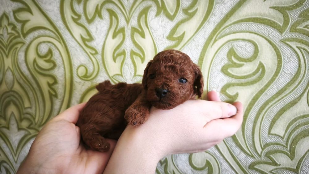 Кавапу мальтіпу ф2 дівчата та хлопці