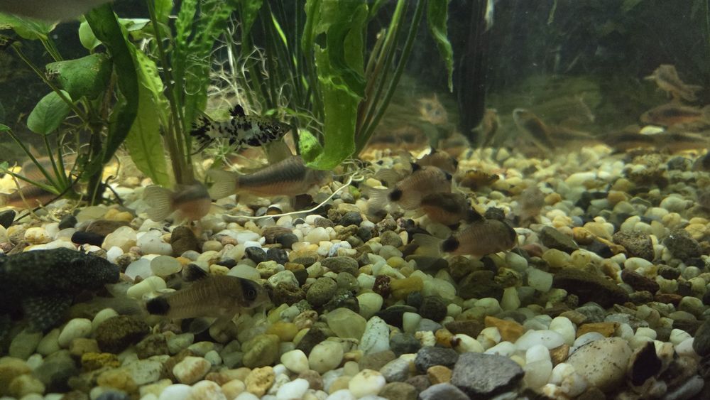 Kiryski Wenezuela Orange i Panda