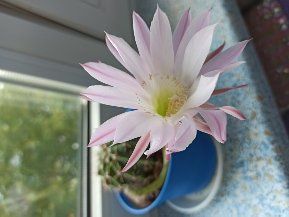 Kaktusy sukulenty echinopsis tubiflora