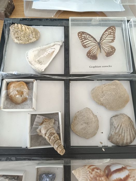 Fosseis, conchas, minerais e borboletas