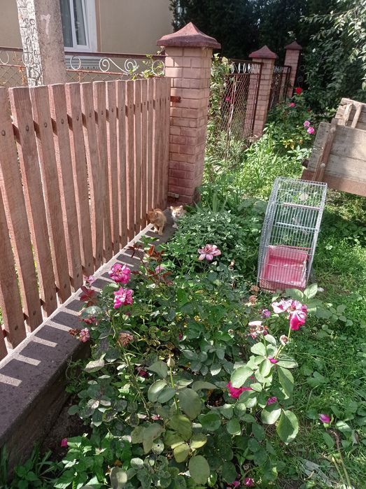 Віддам котика в добрі руки