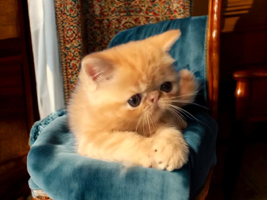 Рыжий экзотический