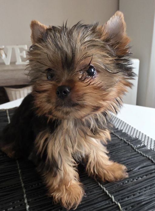 Cudna mini dziewczynka york