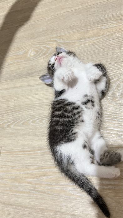 Котенок, тигровый мальчик в добрые руки