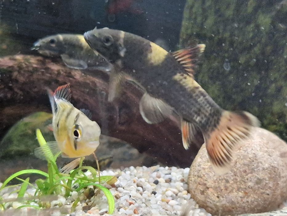 Akwarium 112l 80 x 35 x 40 ze wszystkim