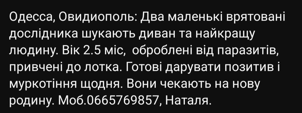Отдам даром в добрые руки рыжих котят