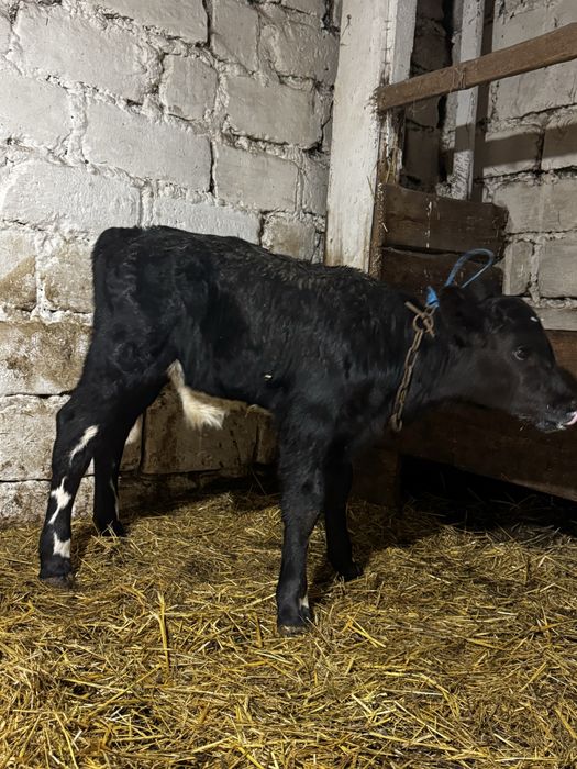 Продам гарного бичка