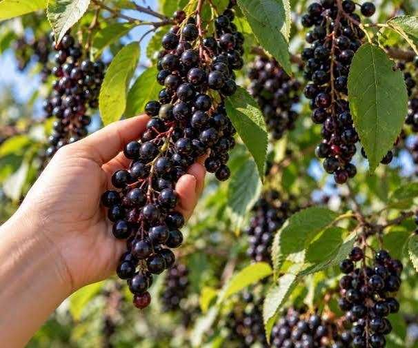 Zamówiony głóg z czeremchą po 2 kg