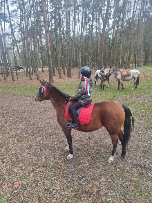 Koń Mela sport rekreacja