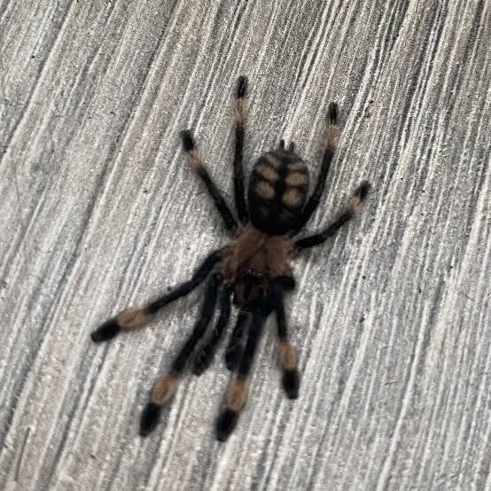 Psalmopoeus Irminia L5