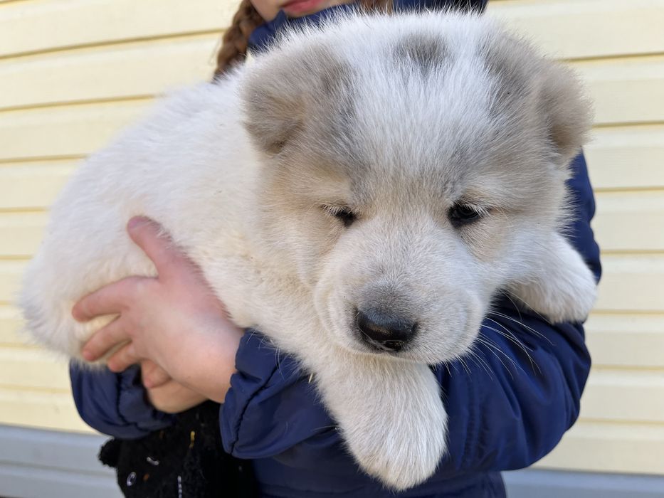 Чистокровні   Алабаї